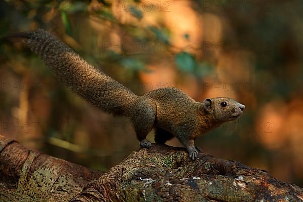 Grey-bellied squirrel