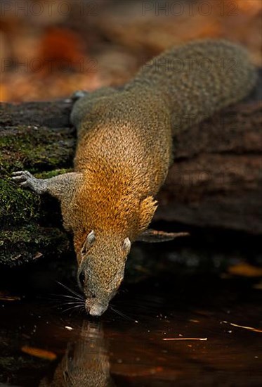 Grey-bellied squirrel