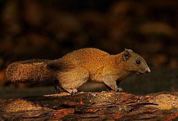 Grey-bellied squirrel