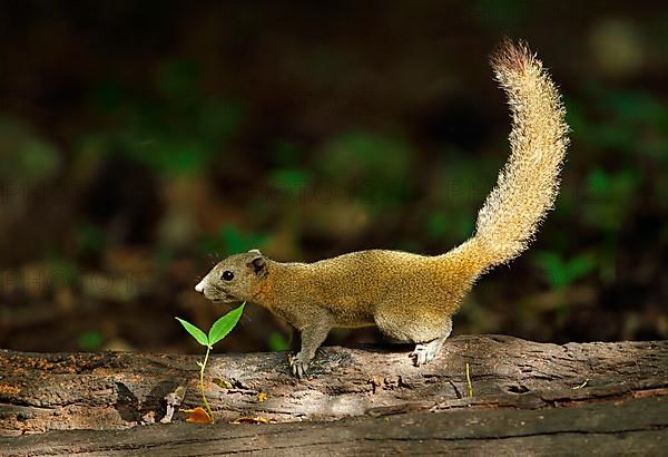 Grey-bellied squirrel