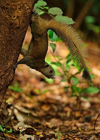 Grey-bellied squirrel