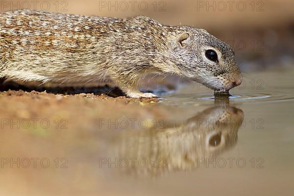 Mexican mexican ground squirrel