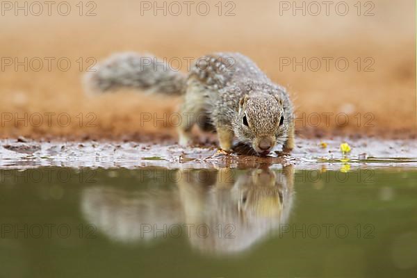 Mexican mexican ground squirrel