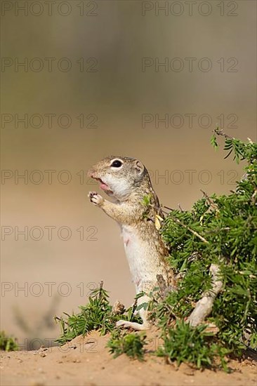 Mexican mexican ground squirrel