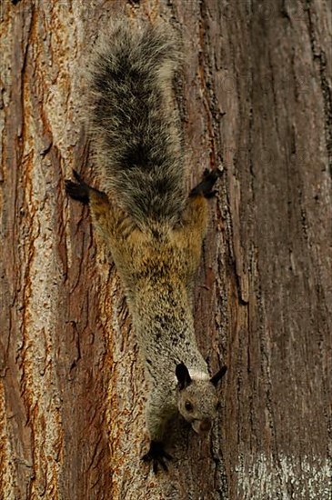 Guayaquil squirrel