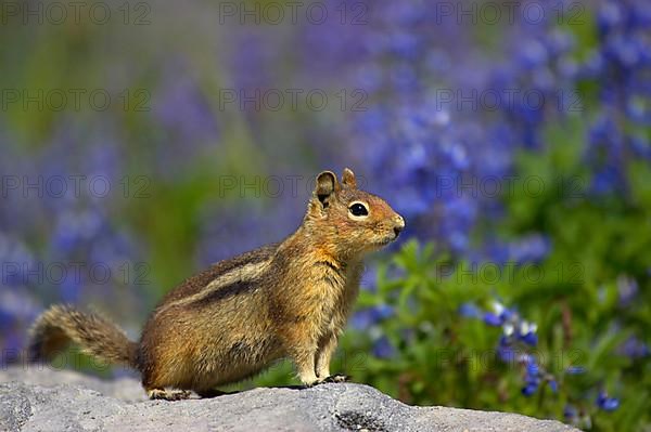 Cascade golden-mantled ground squirrel