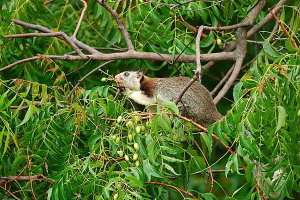 Grizzled giant squirrel