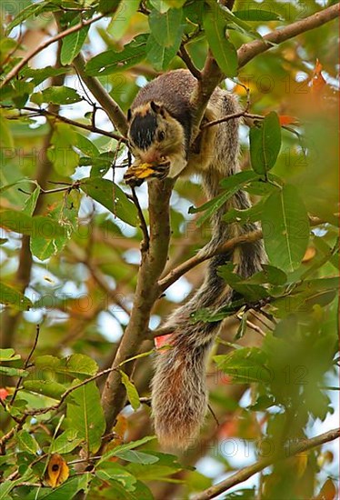 Grizzled giant squirrel