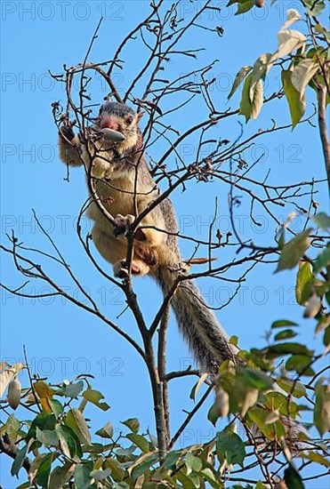 Grizzled giant squirrel