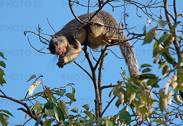 Adult Grizzled Giant grizzled giant squirrel