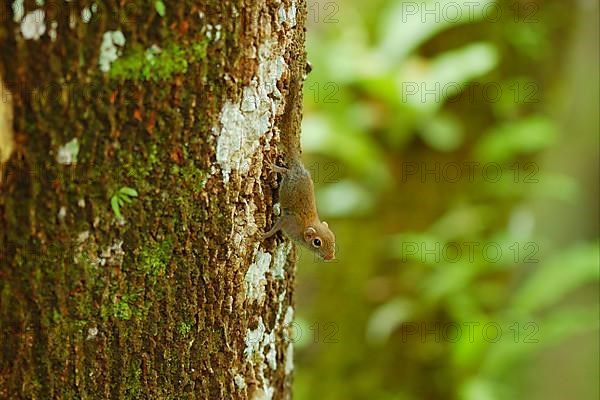 Least pygmy squirrel