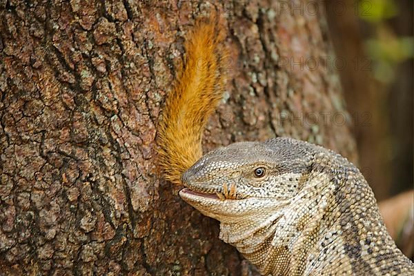 Savannah monitor