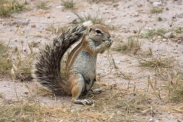 Cape ground squirrel