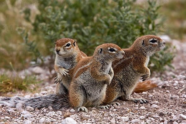 Cape Bristle Squirrel