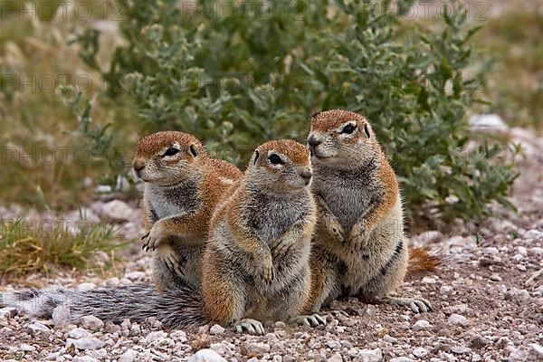 Cape Bristle Squirrels