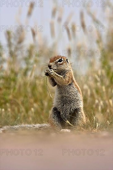 Cape Bristle Squirrel