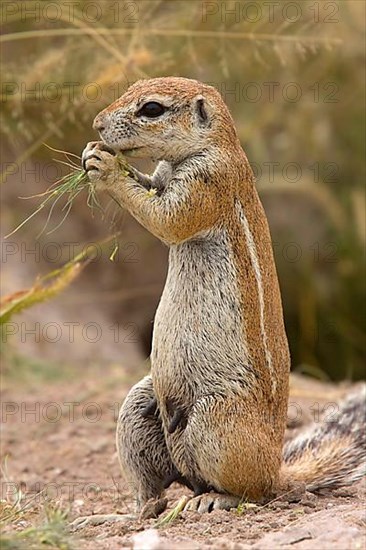 Cape ground squirrel