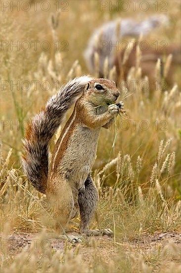 Cape Bristle Squirrel