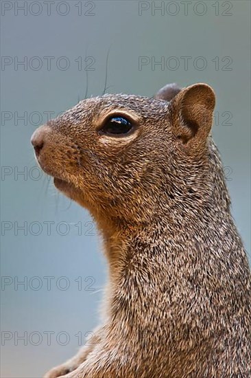 Rock squirrel