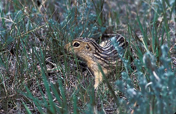 Thirteen-lined thirteen-lined ground squirrel