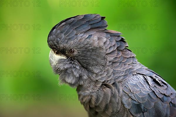 Red-tailed black cockatoo