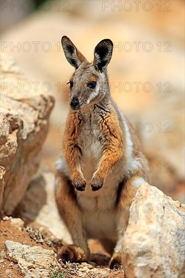 Yellow-footed rock wallaby