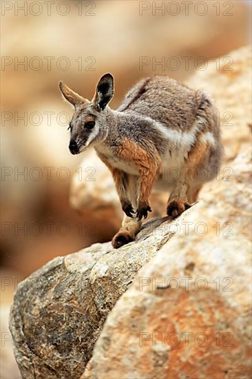 Yellow-footed rock-wallaby