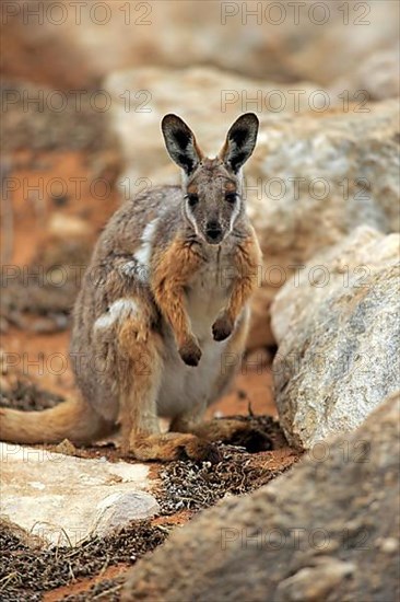 Yellow-footed rock-wallaby