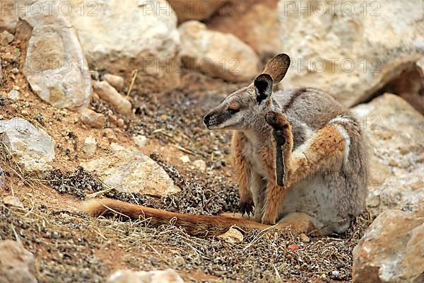 Yellow-footed rock-wallaby