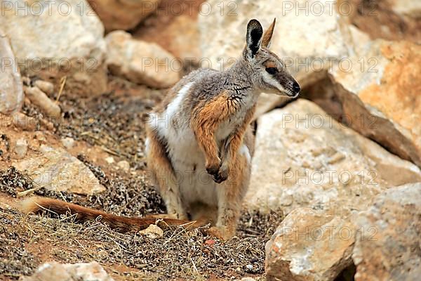 Yellow-footed rock-wallaby