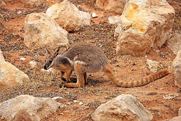 Yellow-footed rock-wallaby