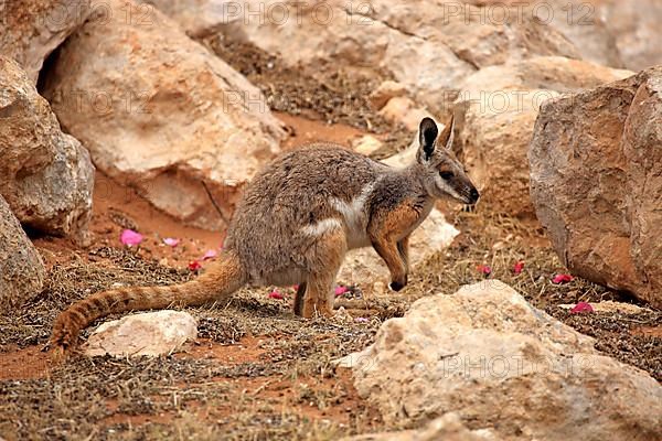 Yellow-footed rock-wallaby