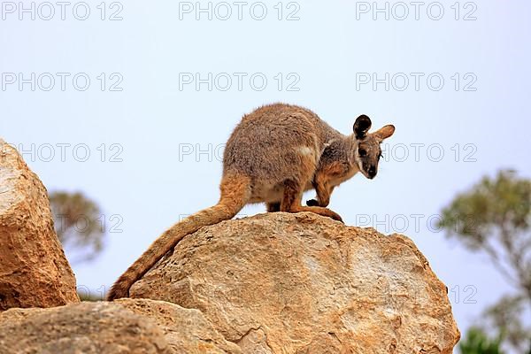 Yellow-footed rock-wallaby