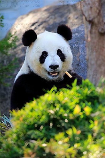 Giant Panda