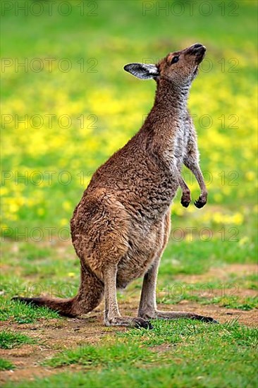 Kangaroo island grey kangaroo