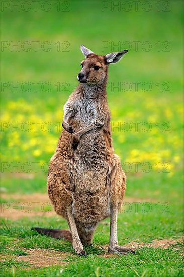 Kangaroo island grey kangaroo