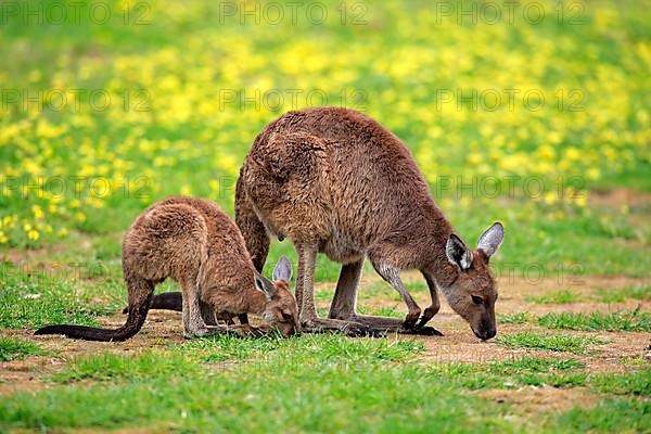 Kangaroo on Kangaroo Island