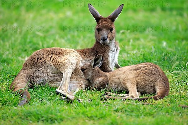 Kangaroo on Kangaroo Island