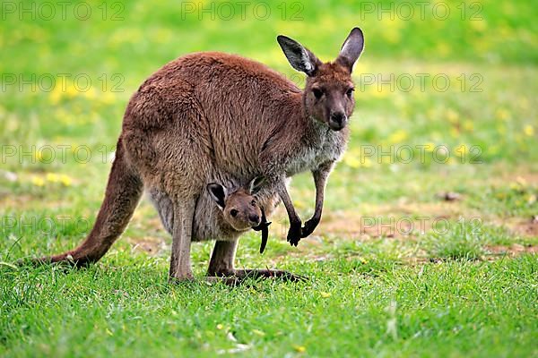 Kangaroo on Kangaroo Island