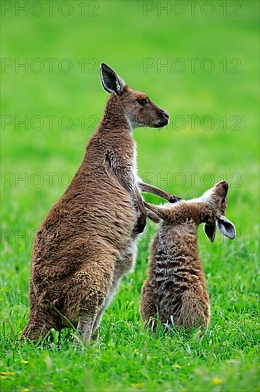 Kangaroo on Kangaroo Island