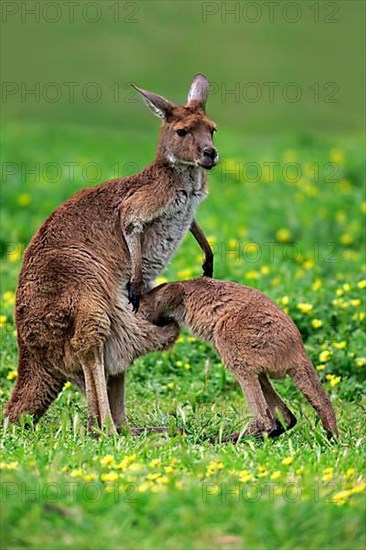 Kangaroo on Kangaroo Island