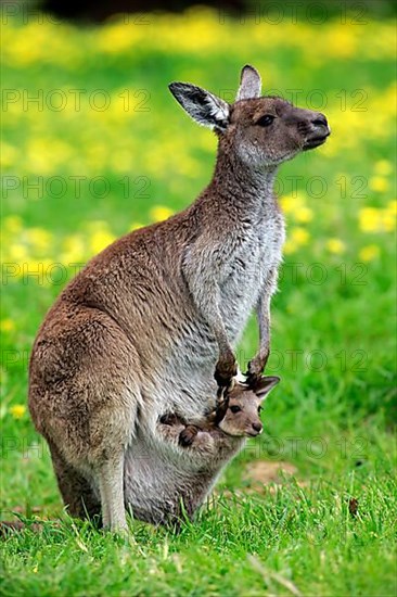 Kangaroo on Kangaroo Island