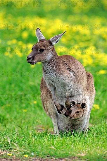 Kangaroo on Kangaroo Island