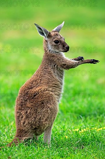 Kangaroo island grey kangaroo