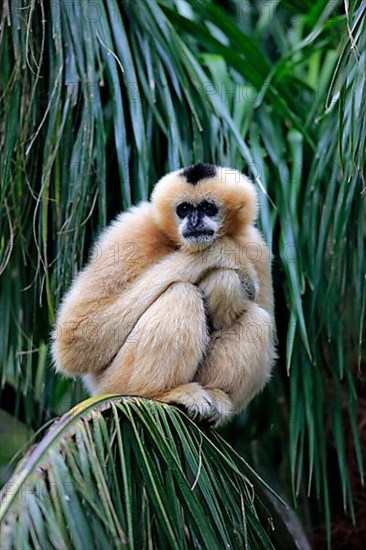 Northern white-cheeked gibbon