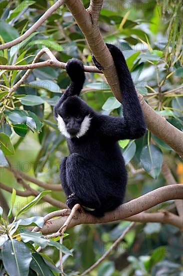 Northern white-cheeked gibbon