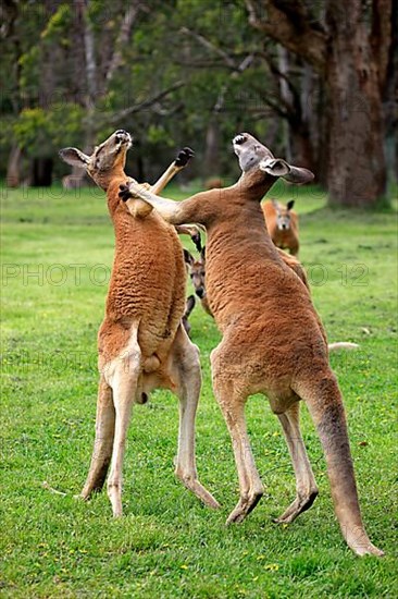 Red kangaroo