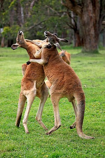 Red kangaroo