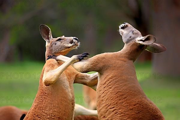 Red kangaroo