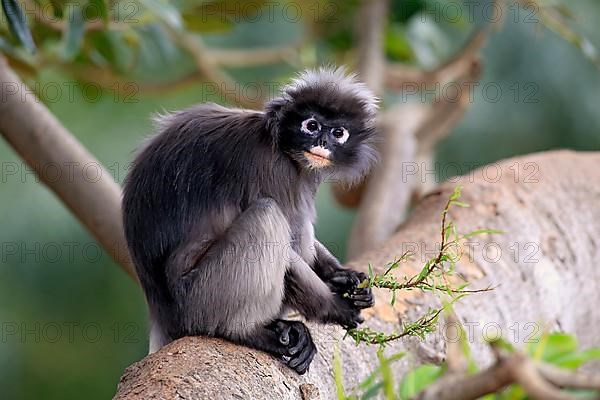 Dusky leaf monkey